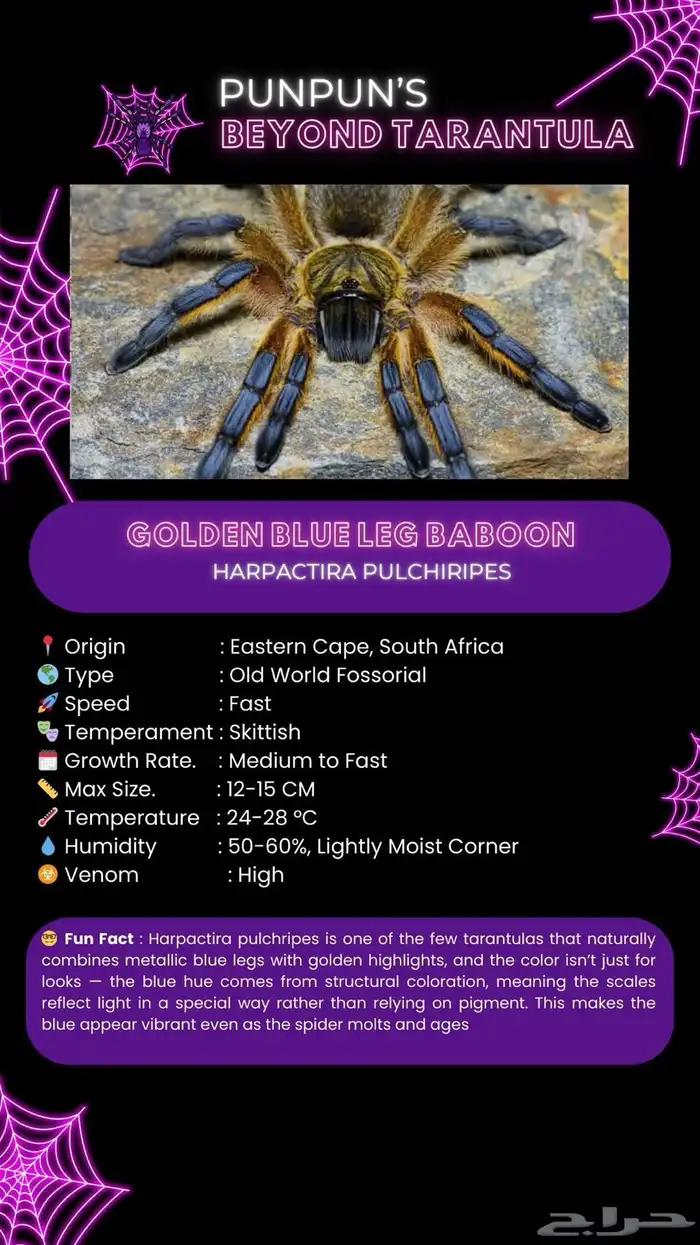 Golden Blue Leg Tarantula 0