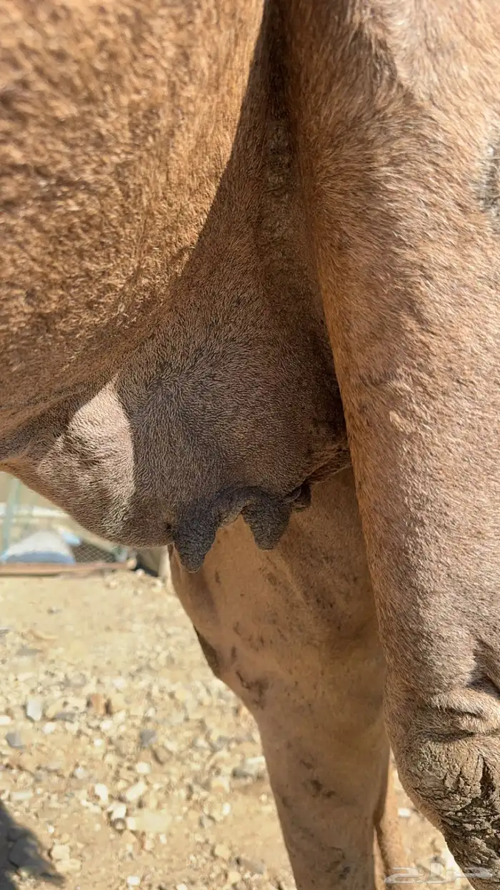 ناقه دهما للبيع مدني ( عادي ) 0