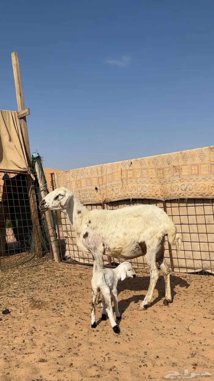 شاة هجين والد 2