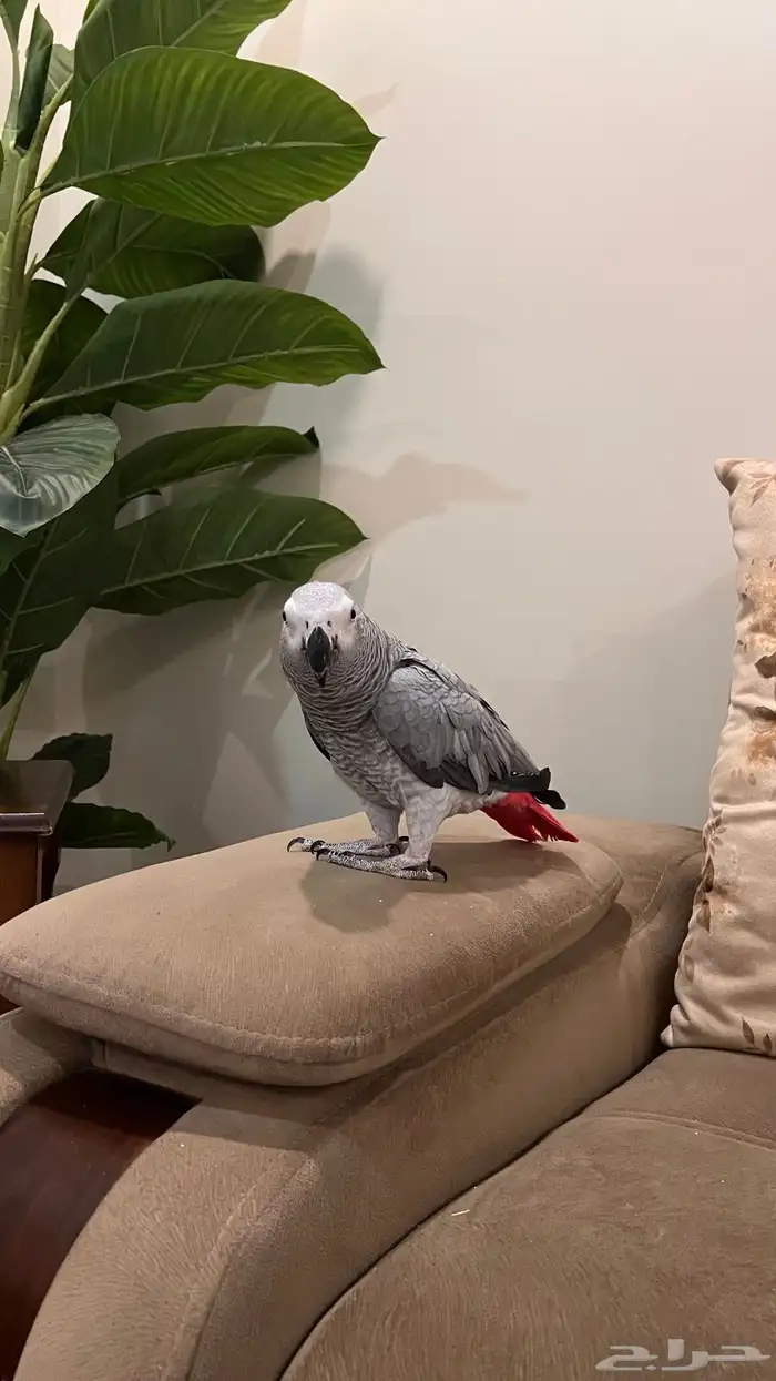 كاسكو أليف ومتكلم 3