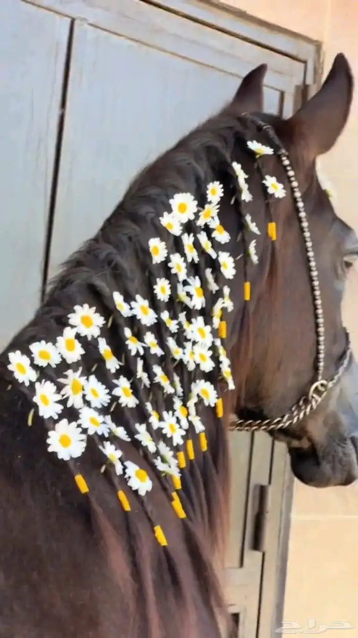 علاج كل امراض الخيل 5