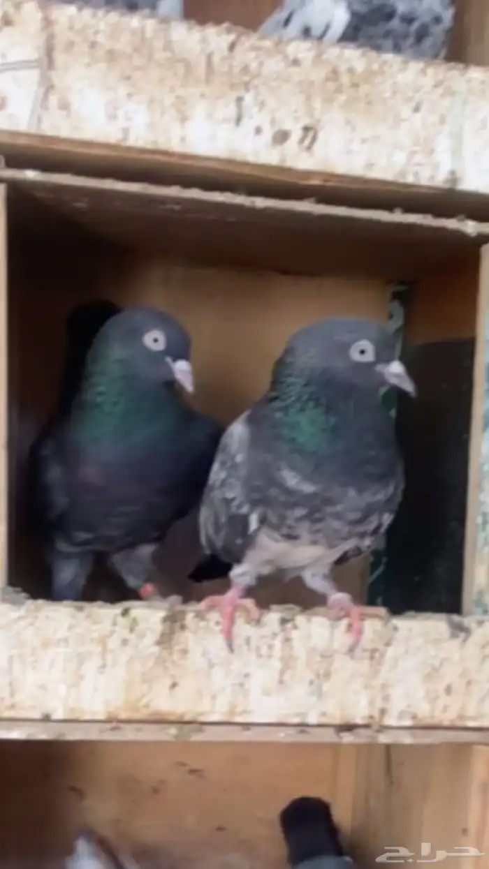 للبيع ازواج باكستاني اساس شرط صحه وانتاج 1