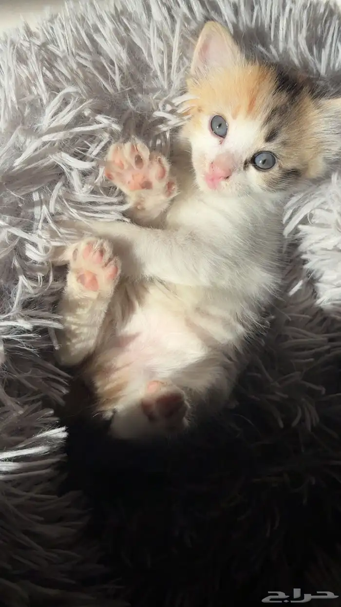 انثى شيرازي امريكي للبيع 0