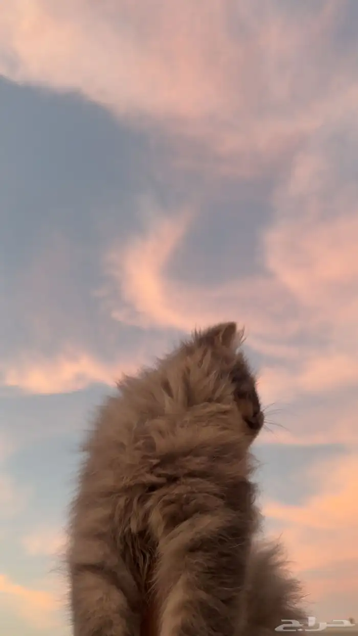 قطوه للبيع السعر 150 1