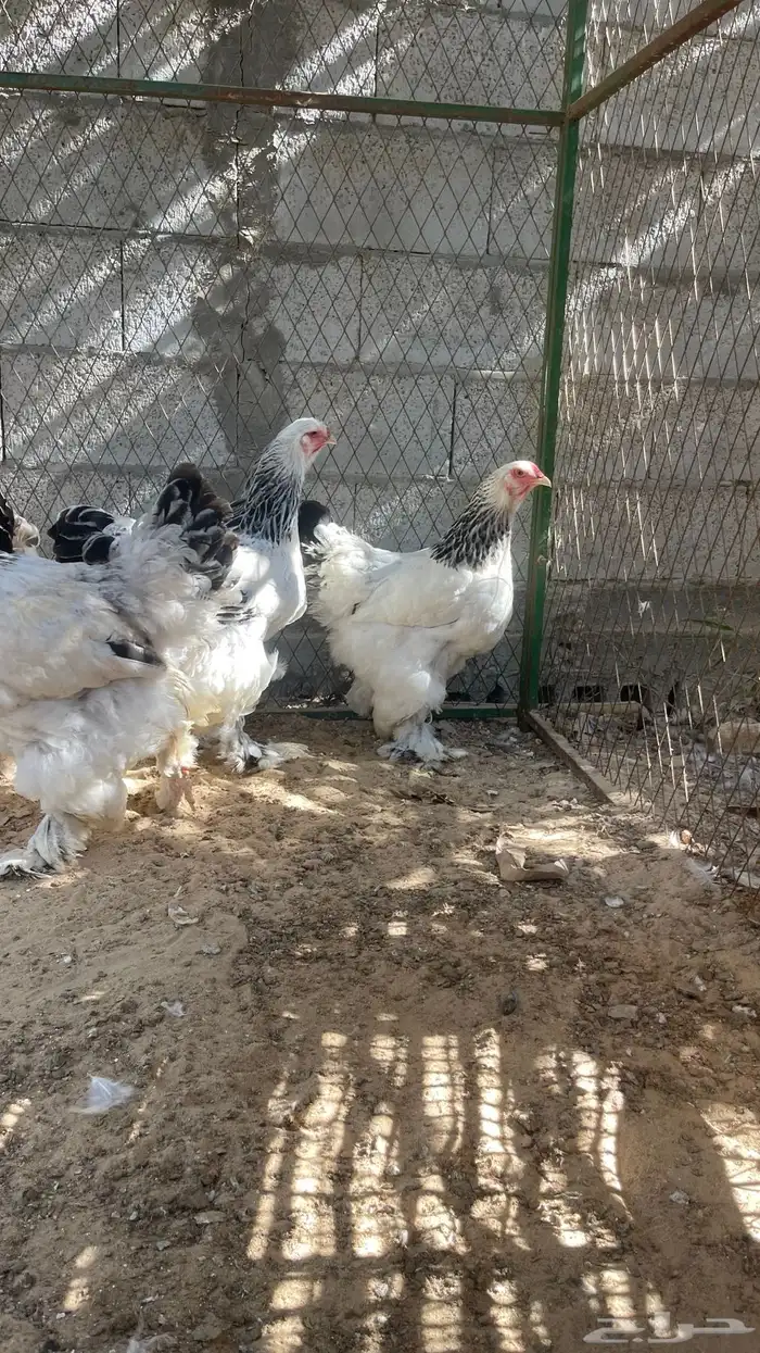 اللبيع دجاج براهما 3