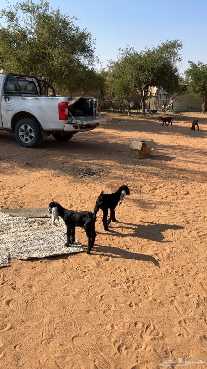 ذواغير للبيع 2