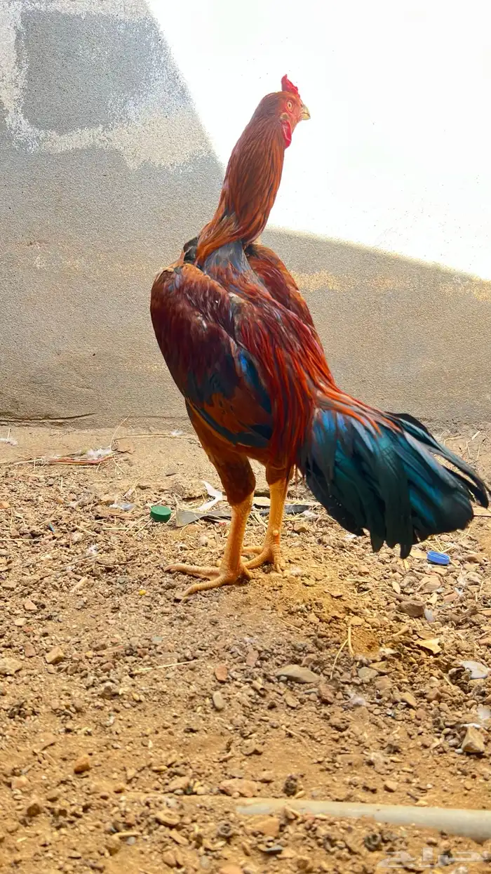 ديك سندي العدد 2 ذكور 4