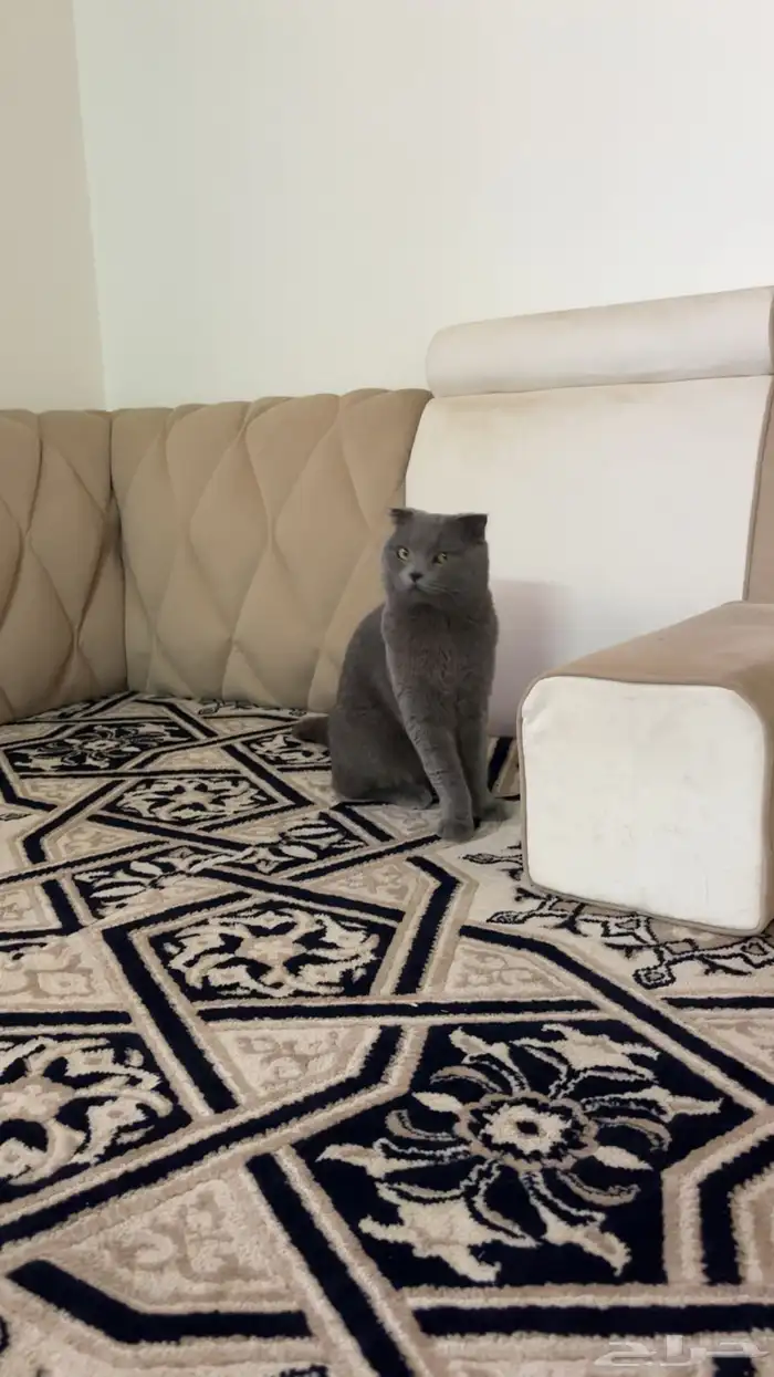 قط سكوتش للبيع 0