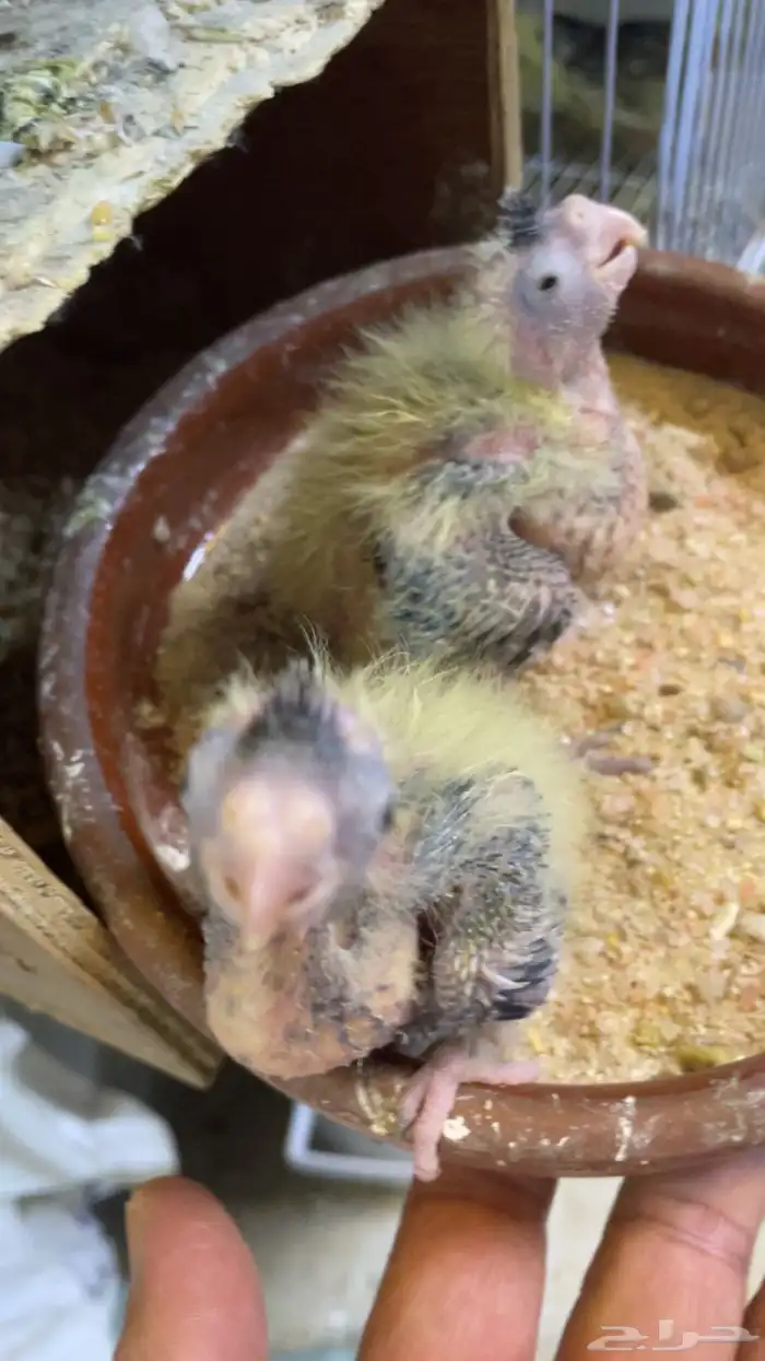 جوز كروان مع انتاجه 1