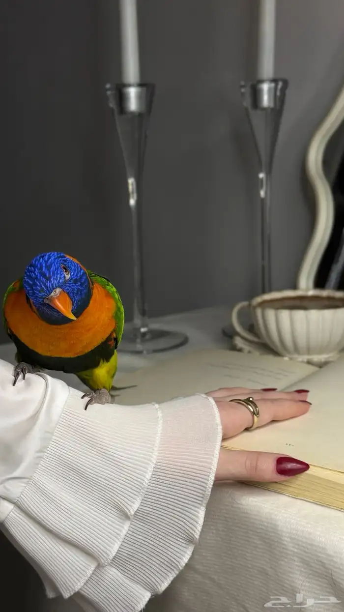ببغاء اللوري أليف 1