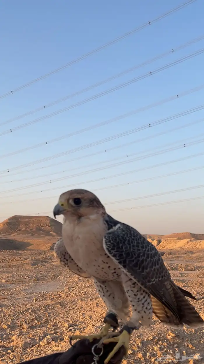 جيرة شاهين 1