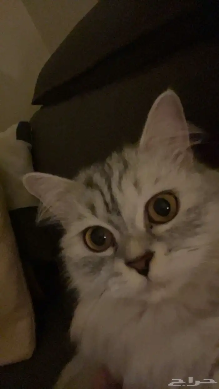 قطه 3