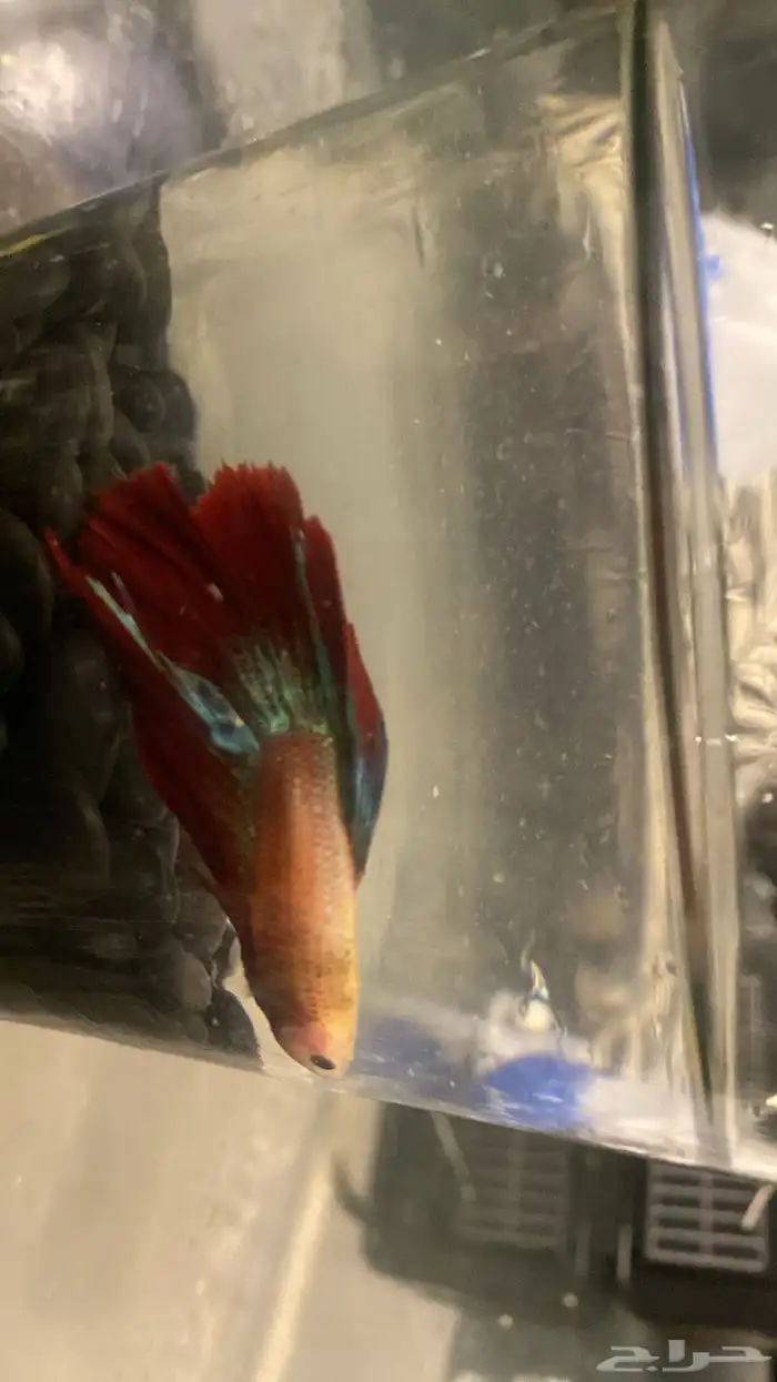 سمكه للبيع 0