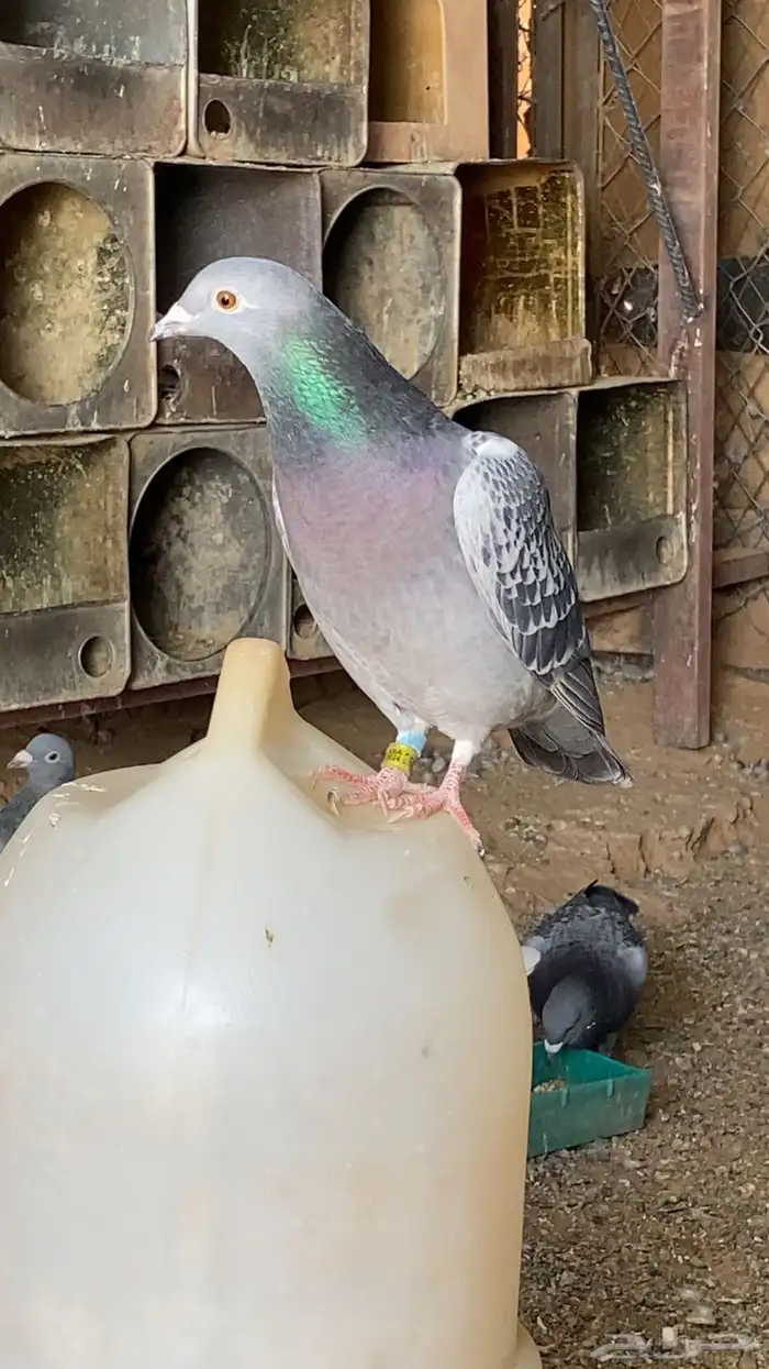 حمام زاجل سباق 2024 0