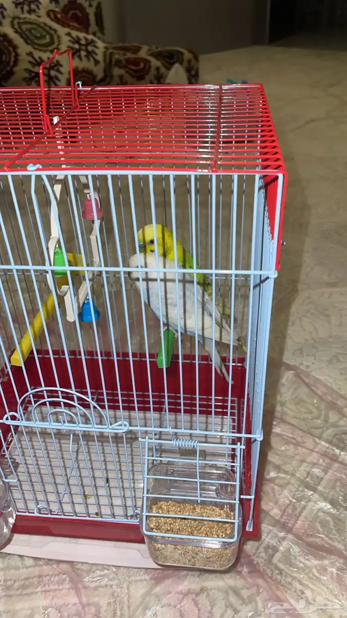 عصافير للبيع 0