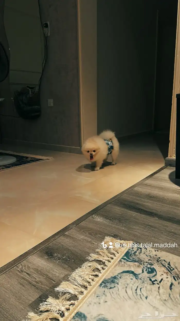 بوميرينيان مستورد حجم صغير 6