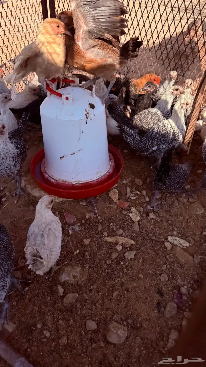 دجاج بلدي عمري شهرين الا ثلاث شهور 4