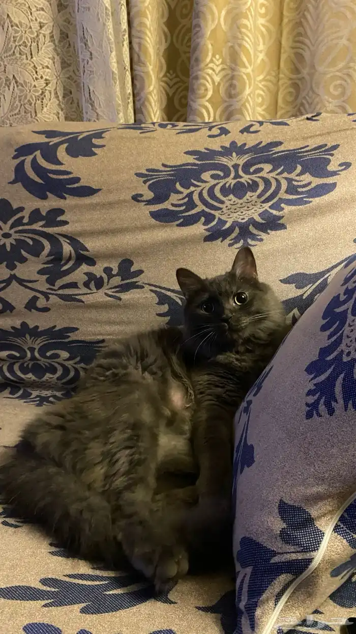 قط مفقود مكافاة للي يلقاه 0