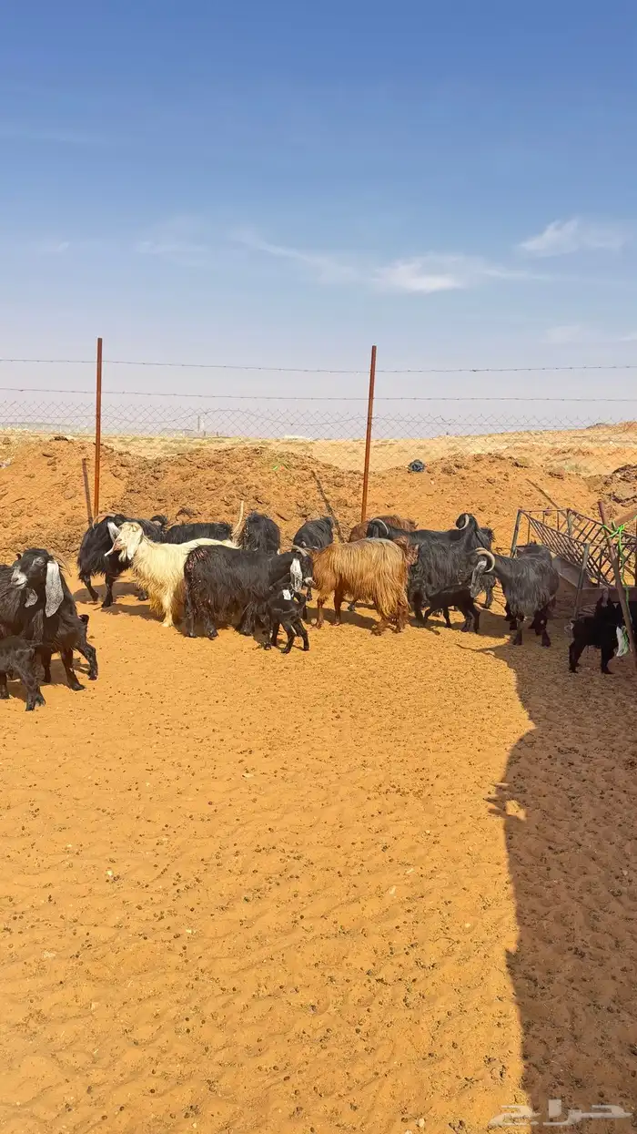 معزا مواليد لعدد 12 معهن 17 5 اتوام و7 على و1 0