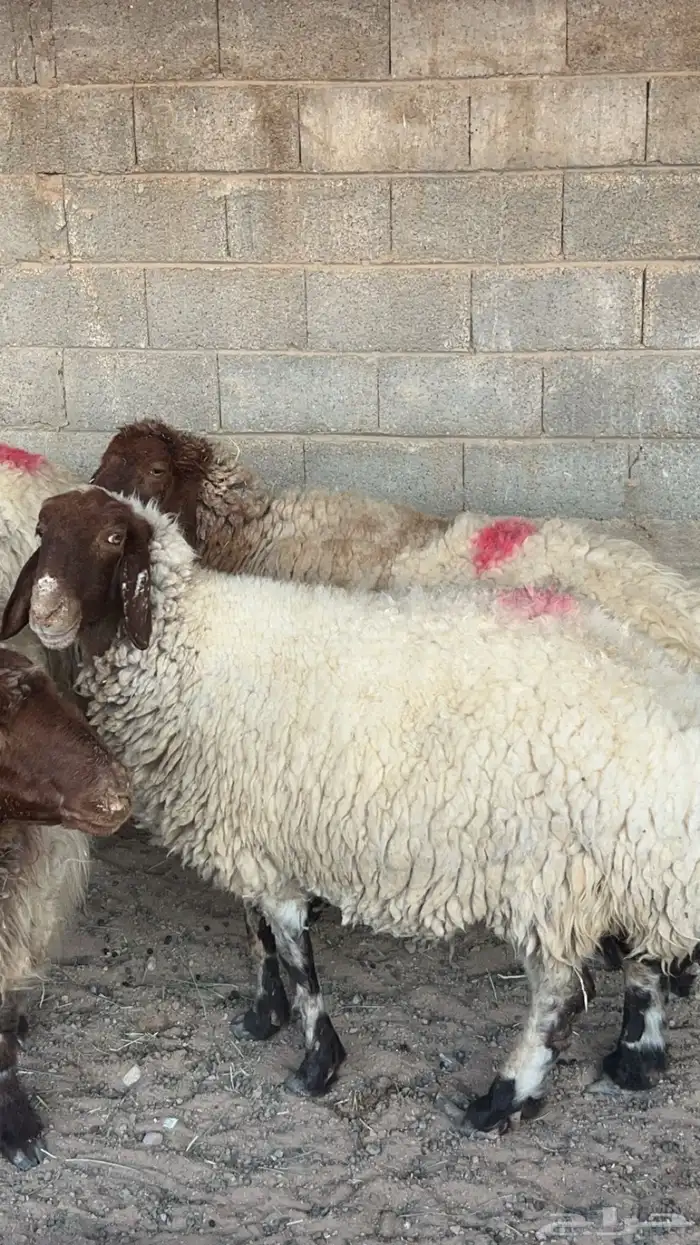 غنم نعيم دفيع واصله 4