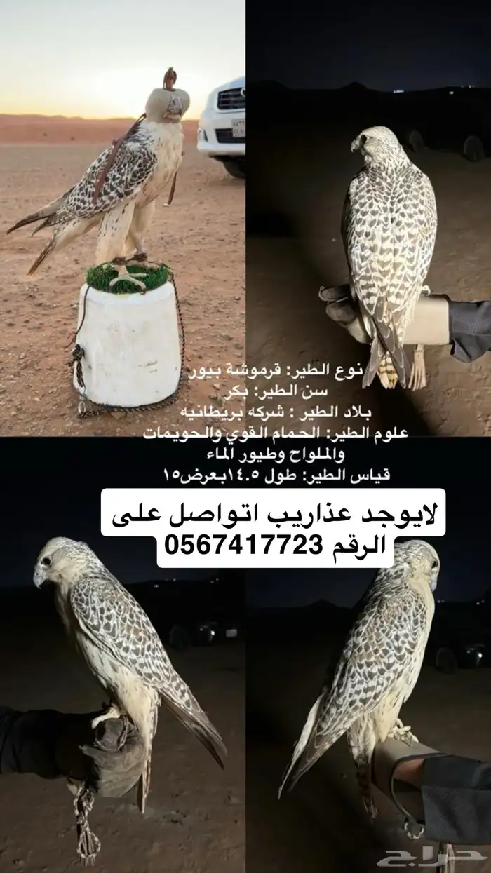 قرموشة بيور 0