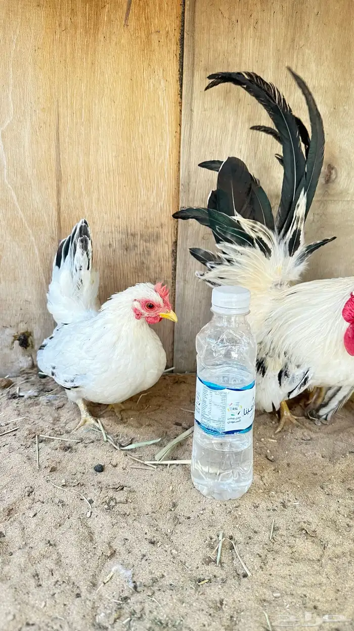 دجاج جبنيز جوز كولمبي 8