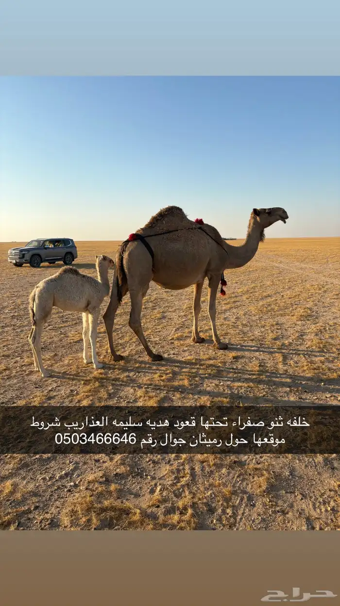 خلفه صفراء ثنو 0