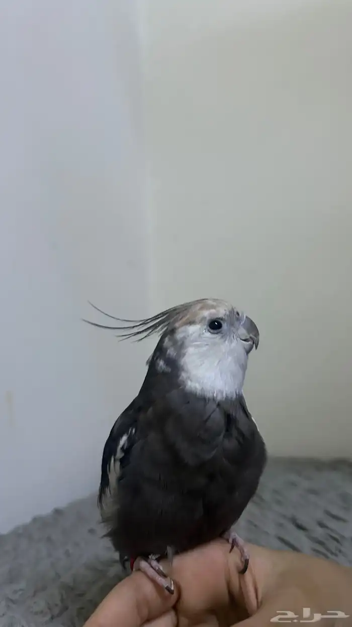 كروان وايس فيس 1