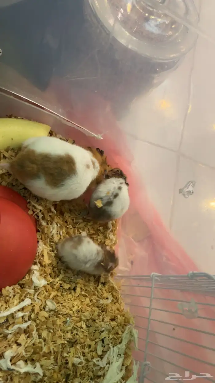 هامستر سوري للبيع 7