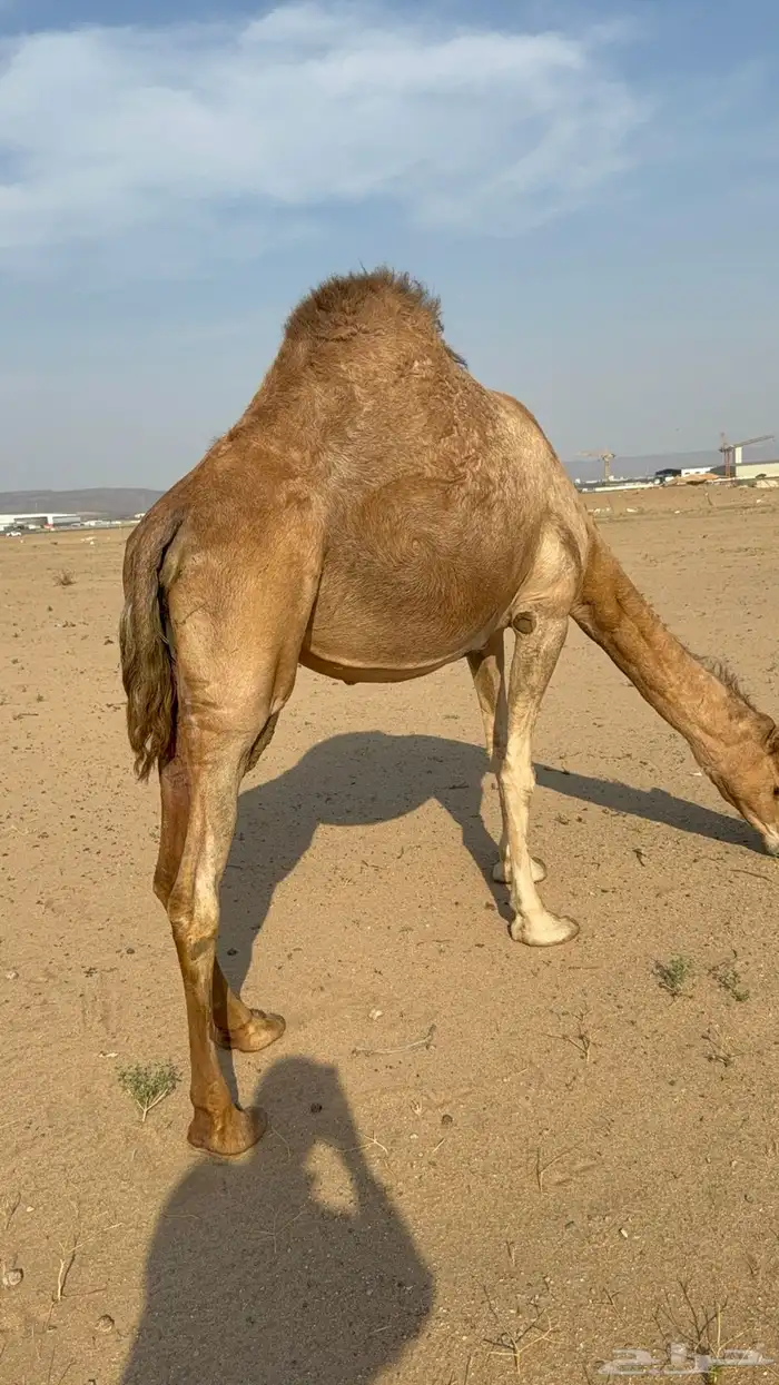 ملاقي ساحلية وعلى وشك الولادة 14