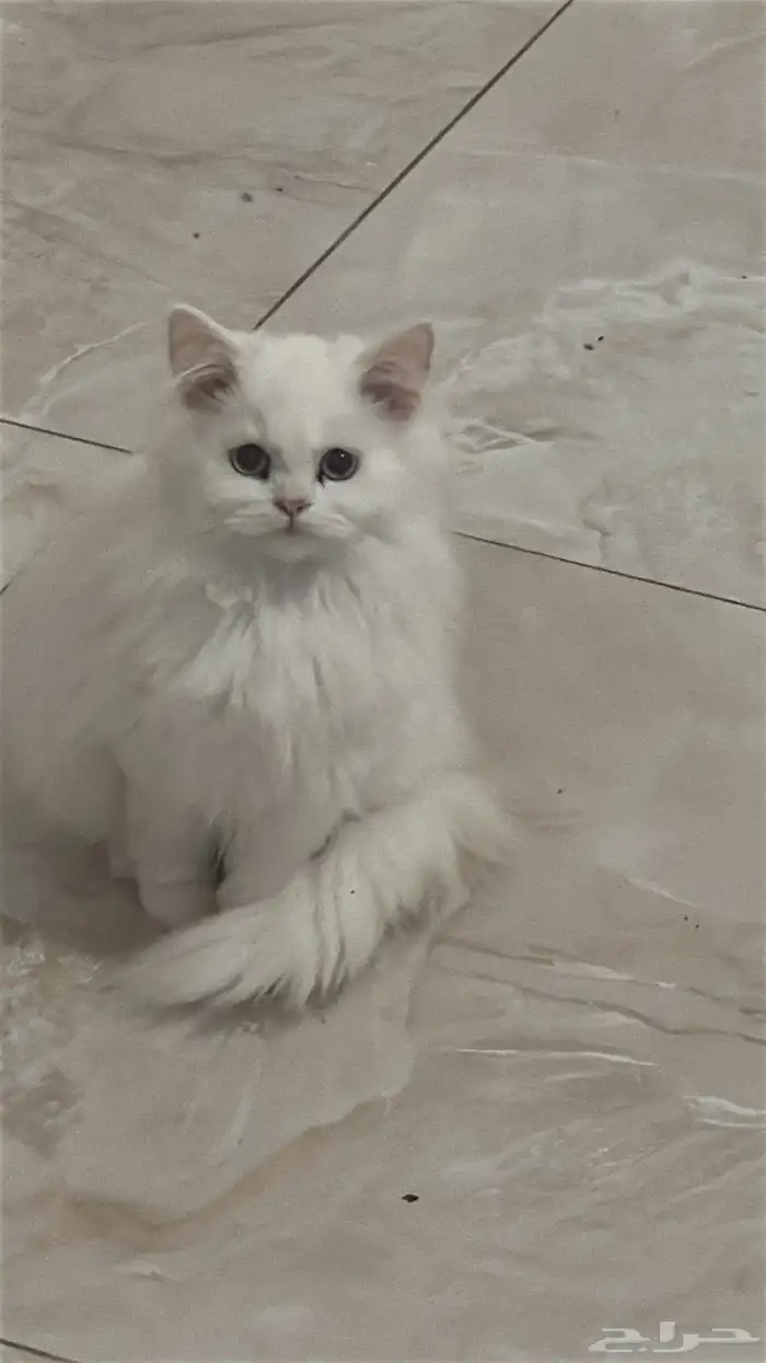 كتن شيرازي للبيع 1