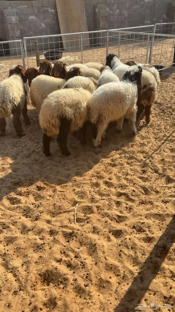 هرافي نعيم 1