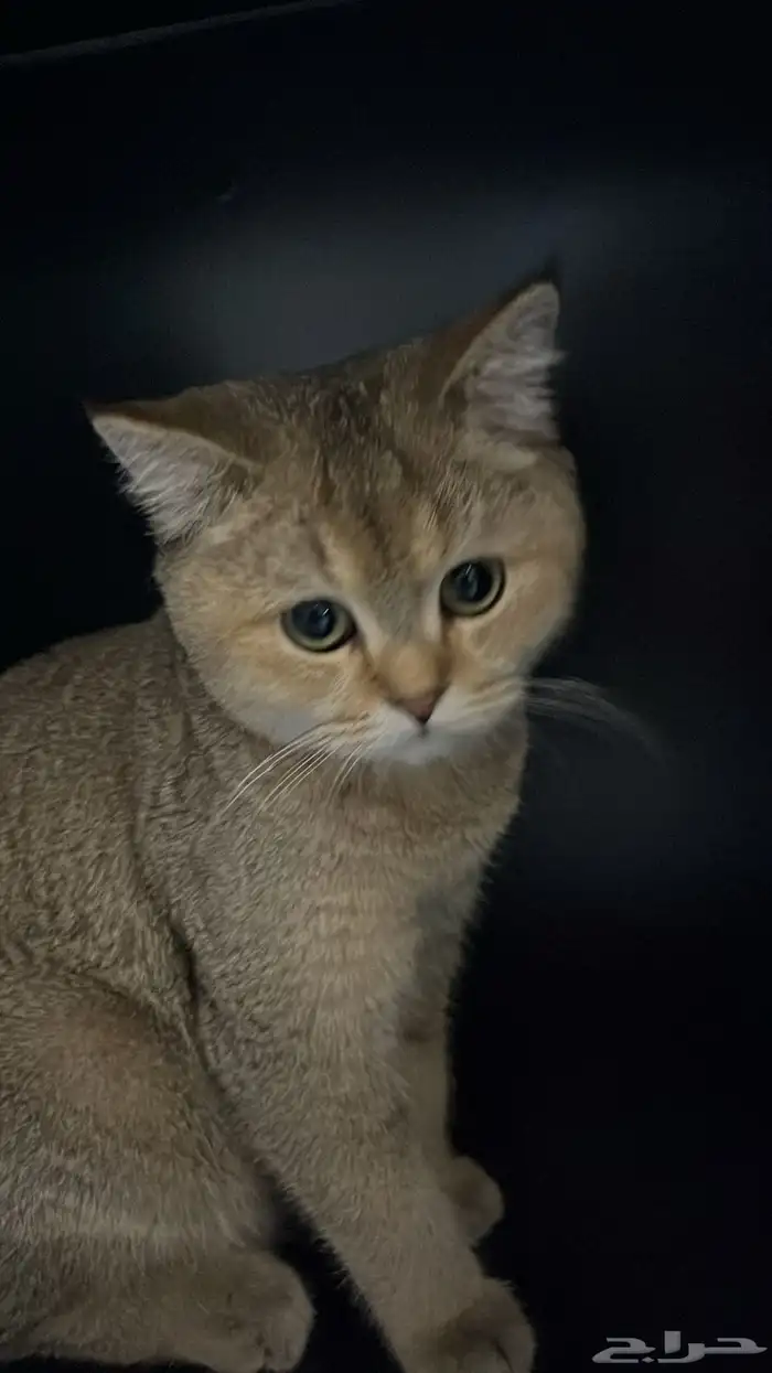 قط ذكر سكوتش ستريت 6