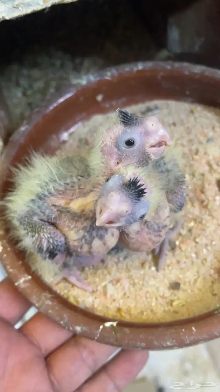 جوز كروان مع انتاجه 3