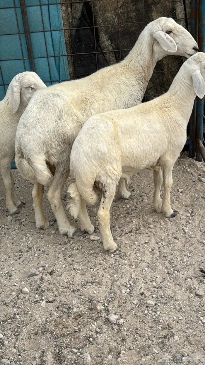 خروفين فل بريات وحايل نعجه شرط الصحه والنظافه 2