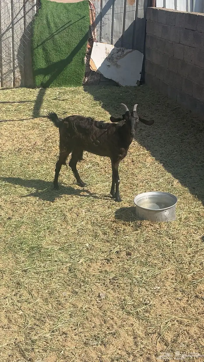 عنز ثنيه السلامه شرط 0