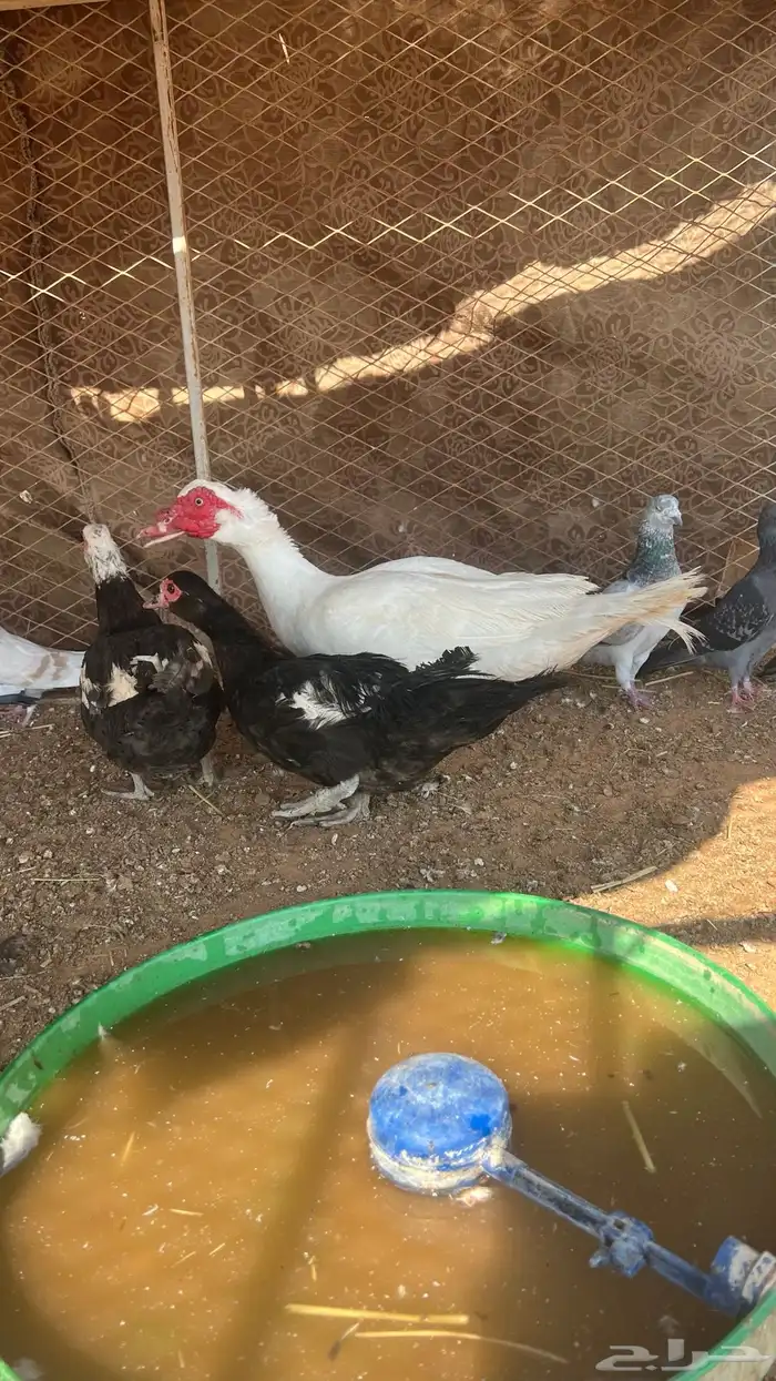 للبيع بط بح او مصوي 0