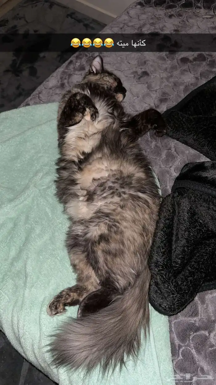 بسه تجن ودلوعه وهاديه بس حامل وانا معد اقدر عليها 0