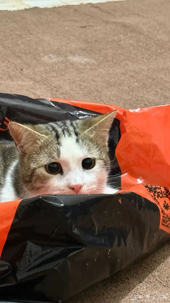 قط ذكر بلدي طالب تزاوج 1