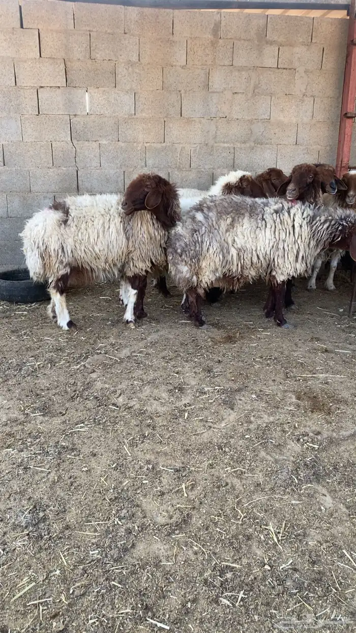 غنم مضاريع 2