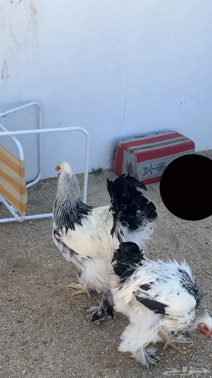 دجاج براهما 0