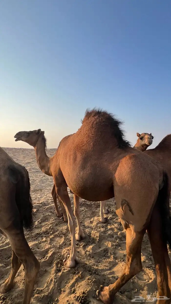 ناقة حمراء 6