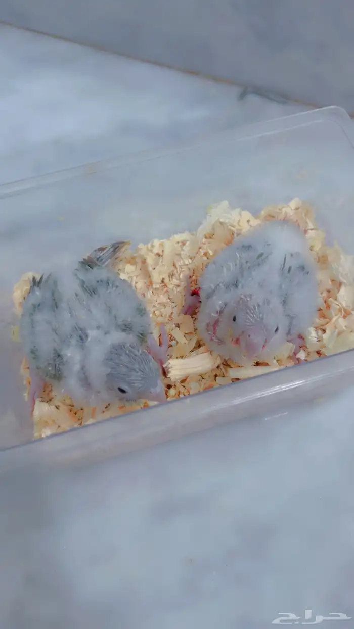 فروخ كنيور بلو ارتكواز وسلمون ارتكواز 0