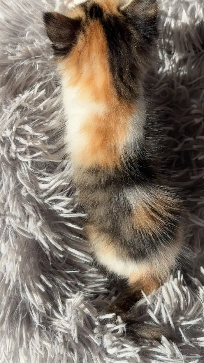 انثى شيرازي امريكي للبيع 5