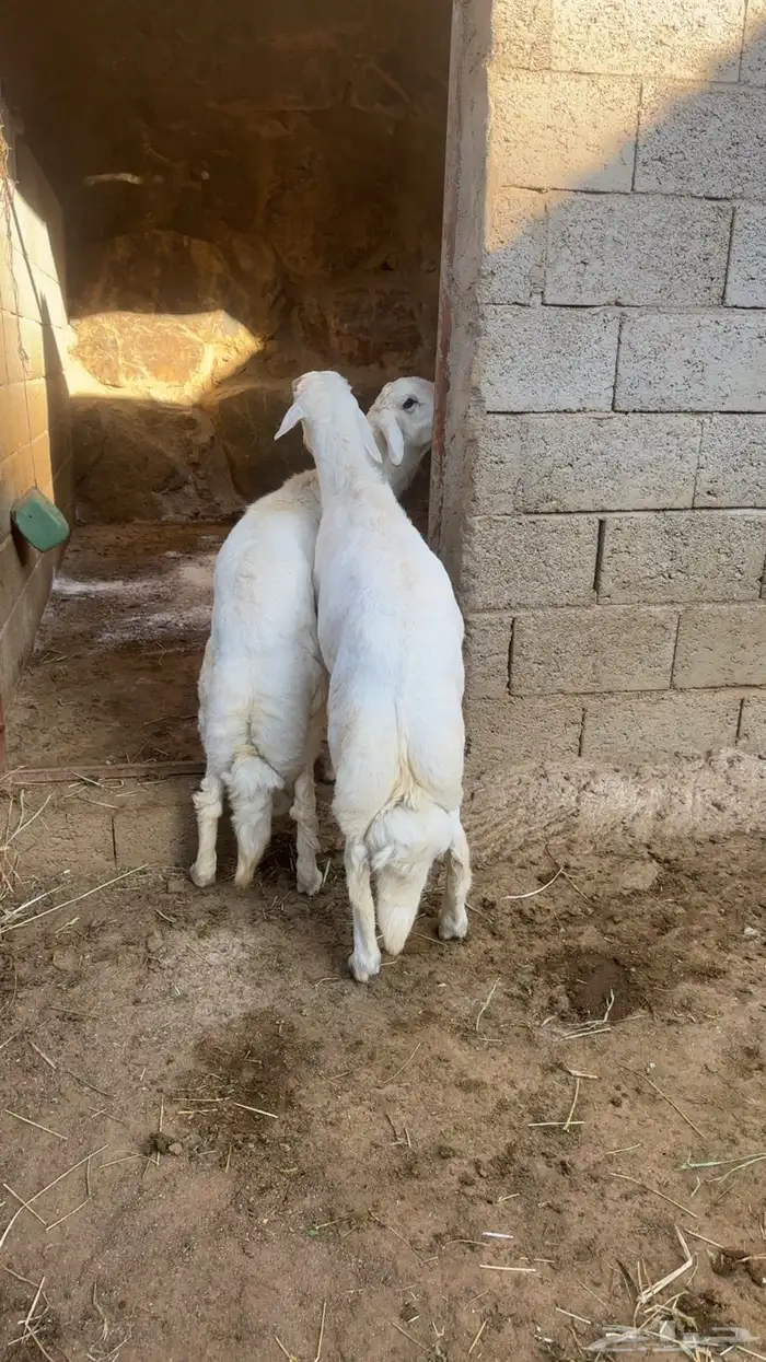 خروفين جبره 0