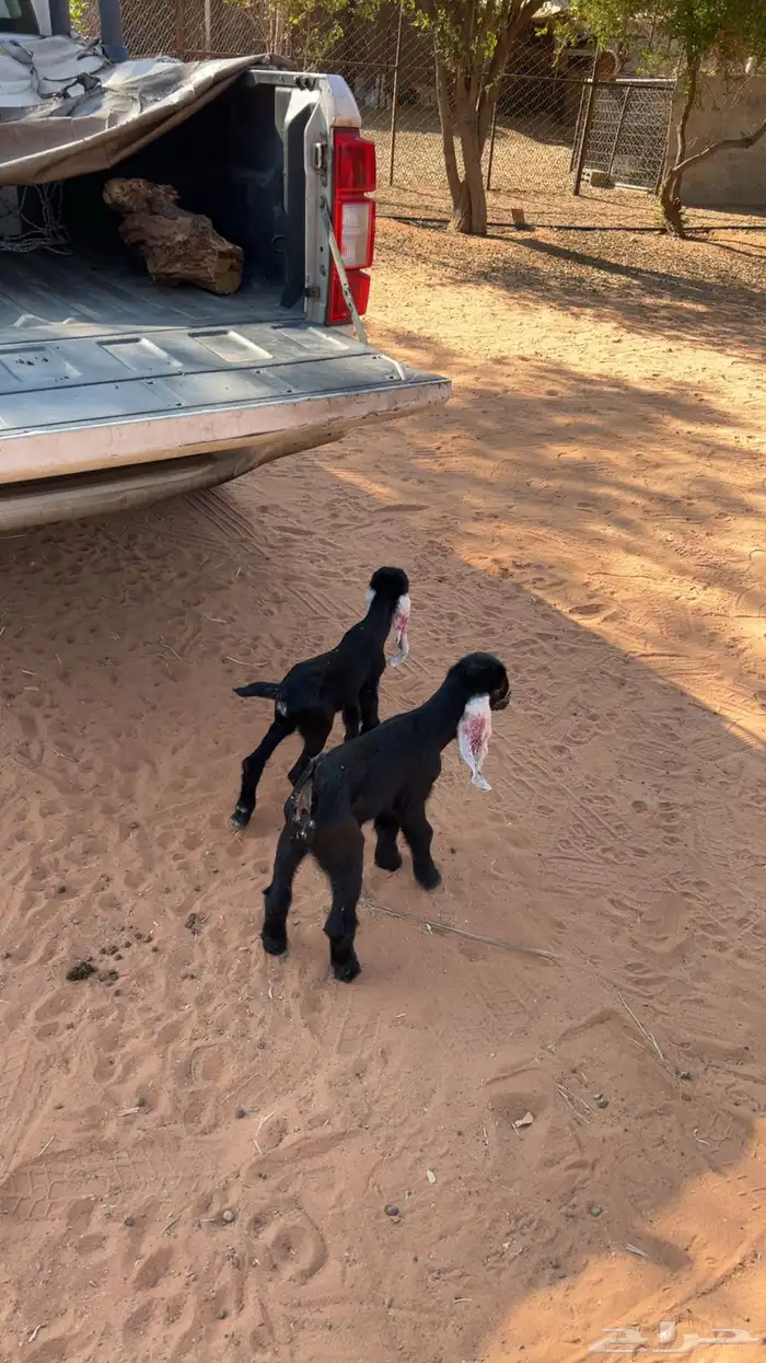 ذواغير للبيع 3