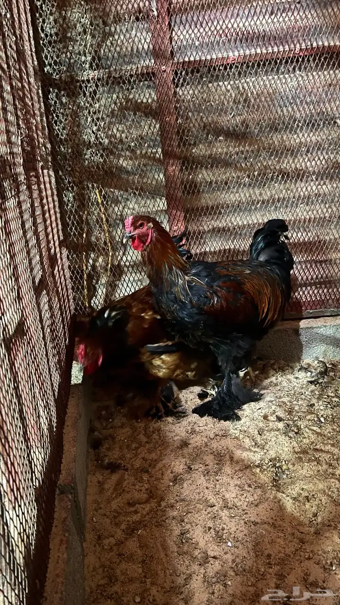 دياكه براهما 2