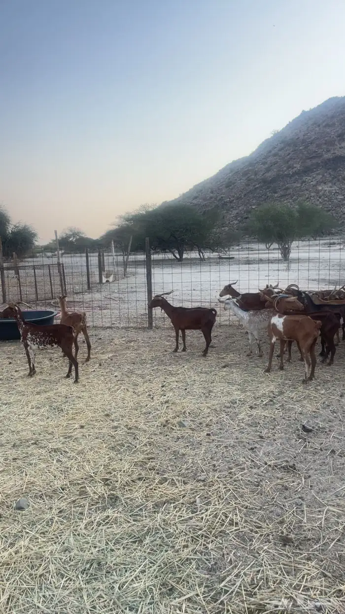 معزاء 25 راس حد بيع 285ريال 0