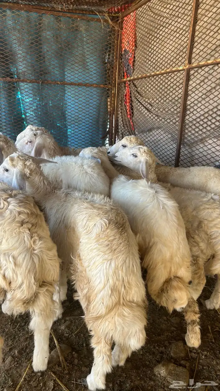 طليان ورخال على 850 1