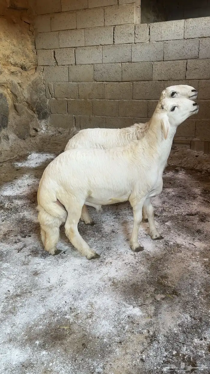 خروفين جبره 2